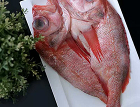 開背紅魚